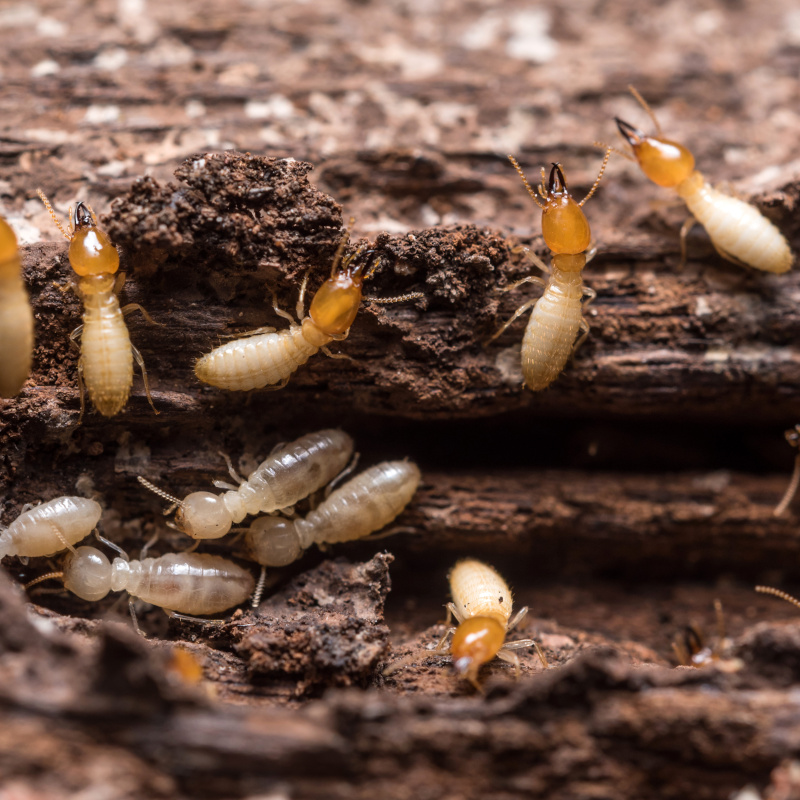 Close up termites or white ants traitement curatif de charpente